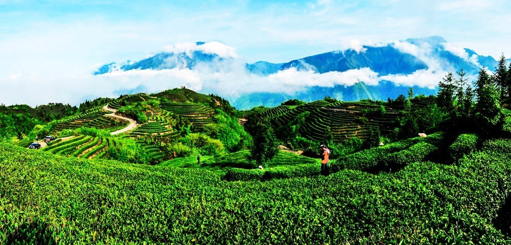 巴東與知名茶企攜手，打造優(yōu)質(zhì)茶葉基地，共繪茶業(yè)新藍(lán)圖